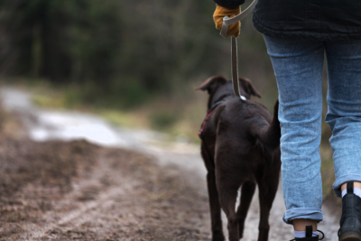 image for Staying Safe: Dog Bite Prevention Week