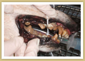 dental-before